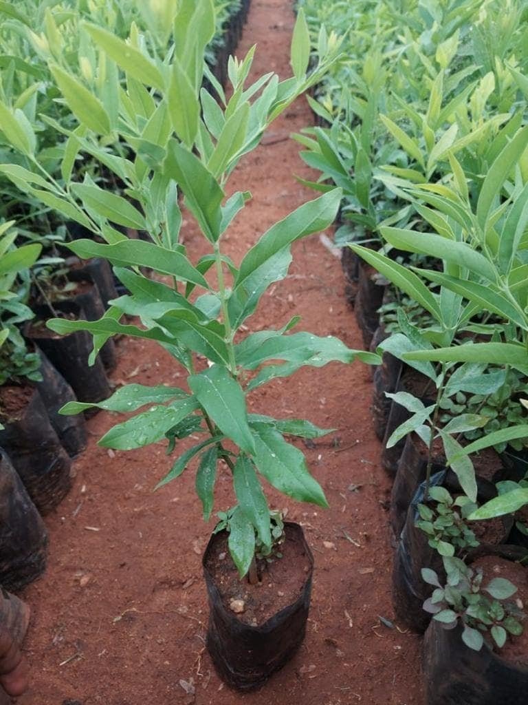 White Sandalwood/Chandan Healthy 1Foot Longer Herbal Live Plant